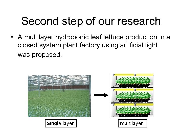Second step of our research • A multilayer hydroponic leaf lettuce production in a