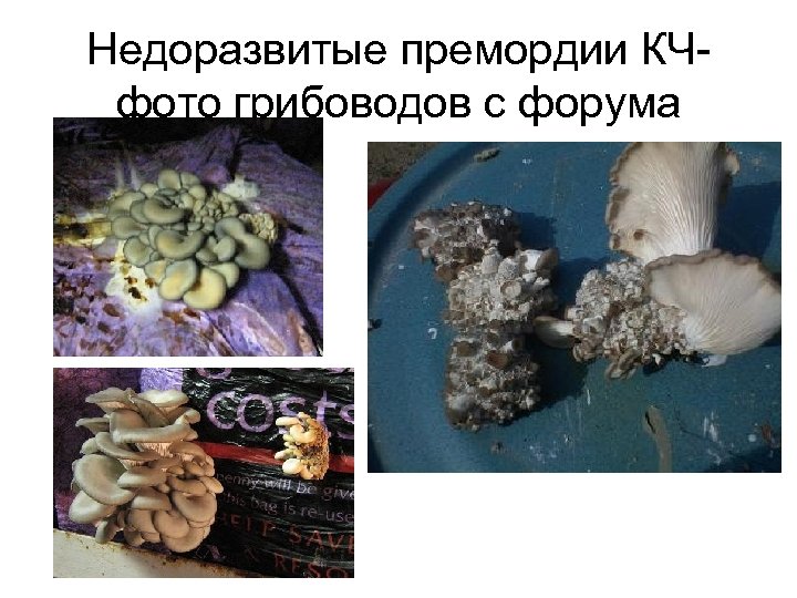 Недоразвитые премордии КЧфото грибоводов с форума 