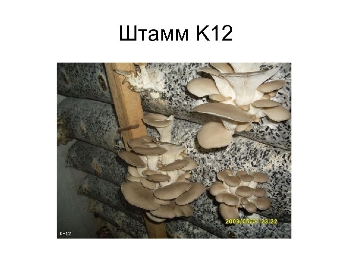 Штамм K 12 
