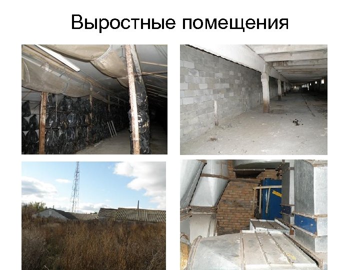 Выростные помещения 