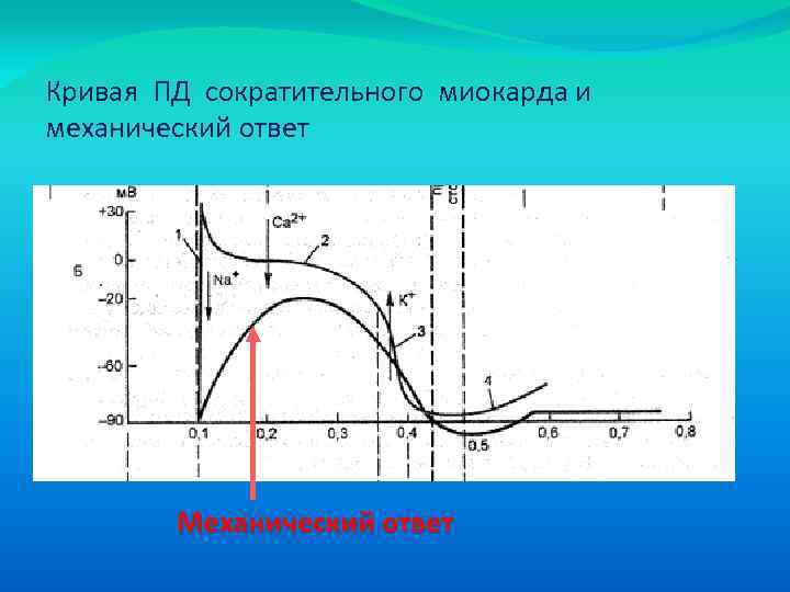 Кривая ПД сократительного миокарда и механический ответ Механический ответ 