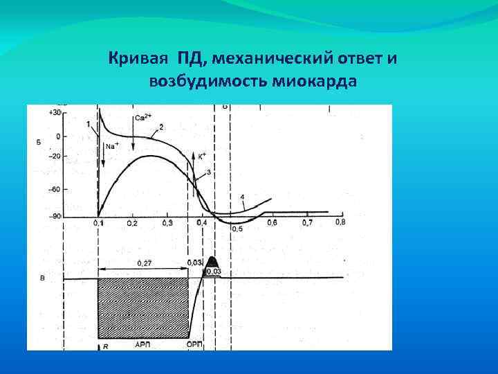 Кривая ПД, механический ответ и возбудимость миокарда 