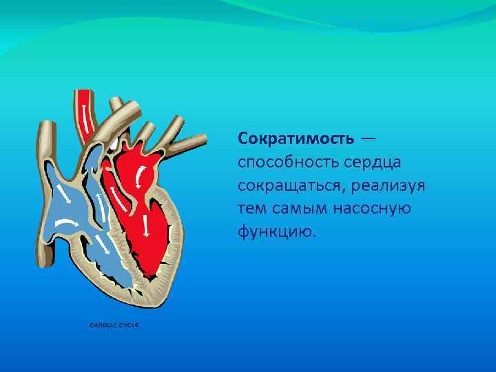 Презентация сократимость сердечной мышцы