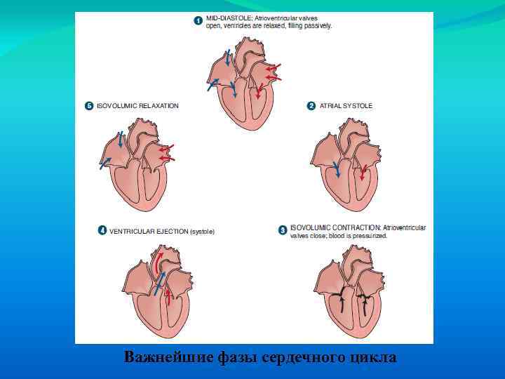 Важнейшие фазы сердечного цикла 