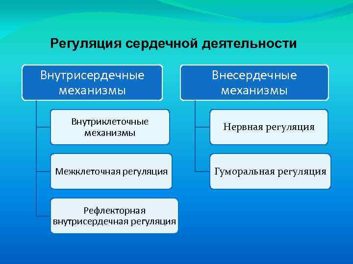 Сердечный механизм. Интракардиальный механизм регуляции это. Регуляция сердечной деятельности. Внутрисердечная нервная регуляция деятельности сердца.. Механизмы регуляции сердечной деятельности.