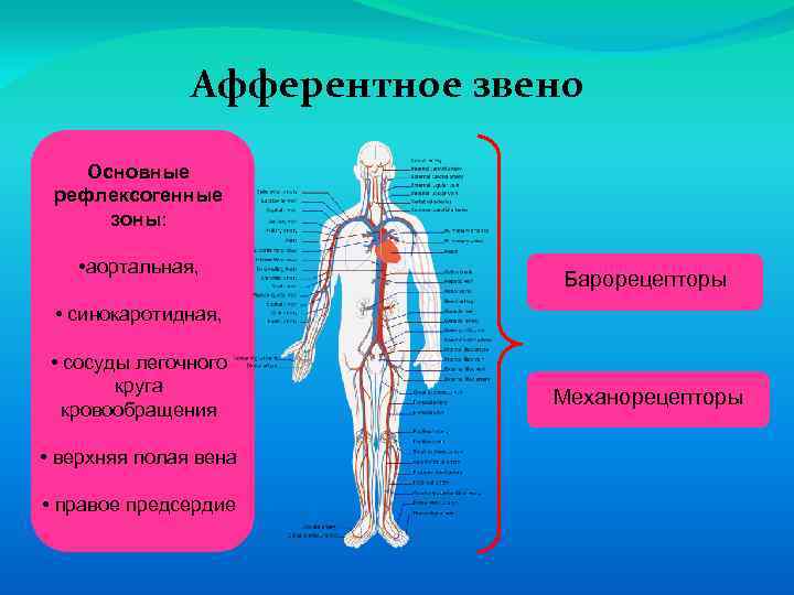 Афферентное звено Основные рефлексогенные зоны: • аортальная, Барорецепторы • синокаротидная, • сосуды легочного круга