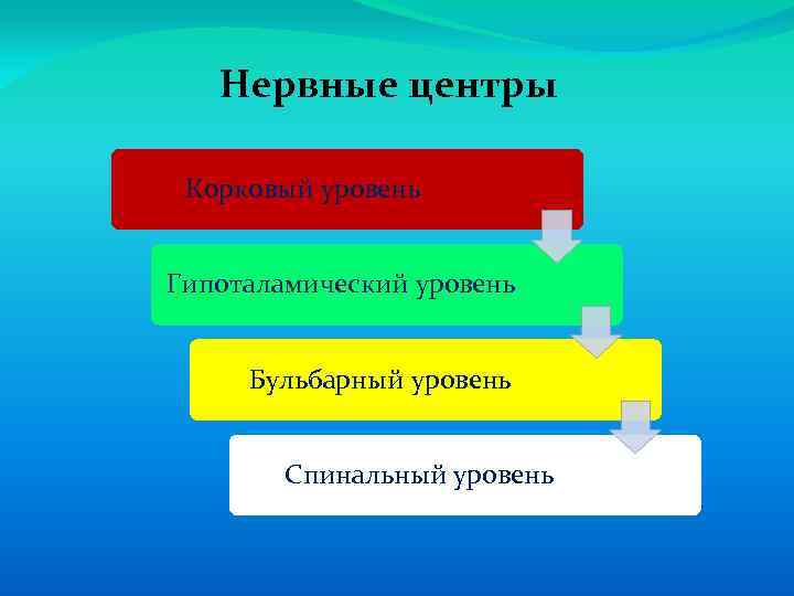 Нервные центры Корковый уровень Гипоталамический уровень Бульбарный уровень Спинальный уровень 