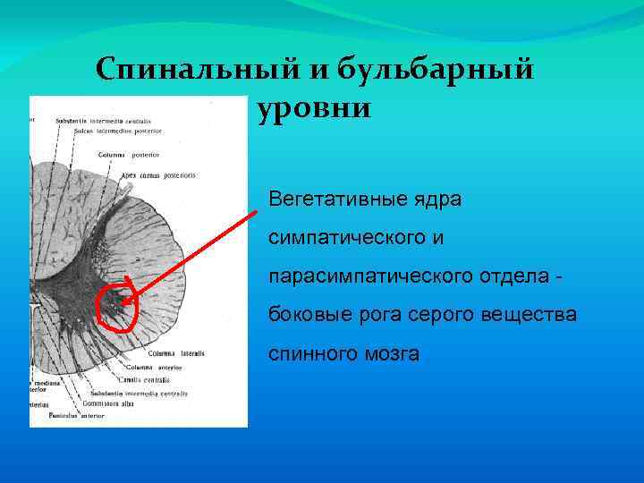 Спинальный и бульбарный уровни Вегетативные ядра симпатического и парасимпатического отдела боковые рога серого вещества