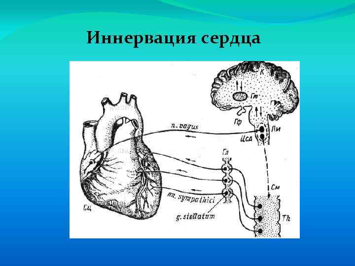 Иннервация сердца 