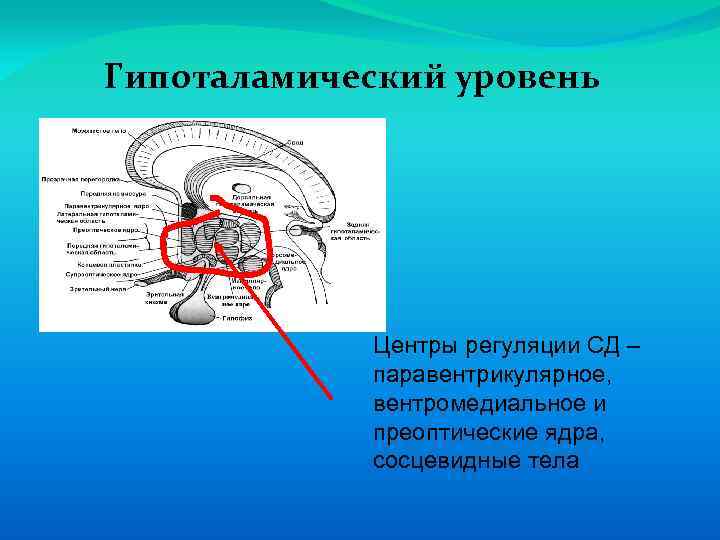 Гипоталамический уровень Центры регуляции СД – паравентрикулярное, вентромедиальное и преоптические ядра, сосцевидные тела 