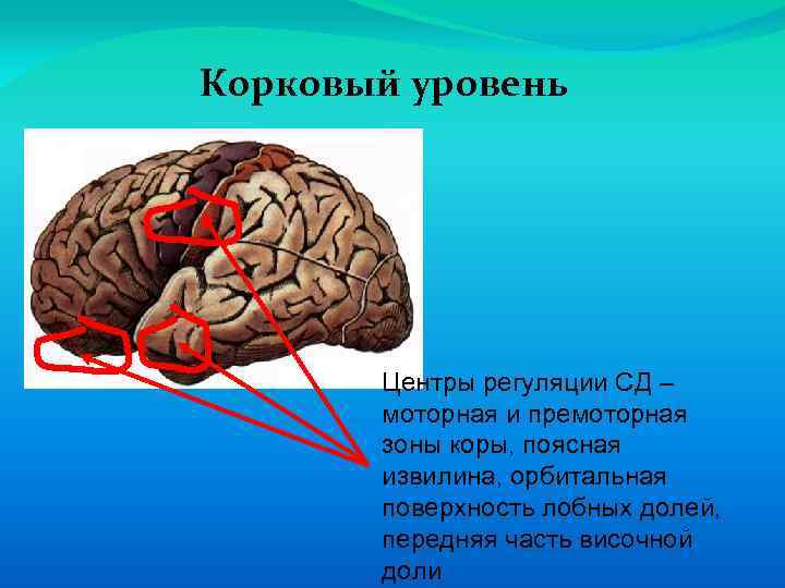 Корковый уровень Центры регуляции СД – моторная и премоторная зоны коры, поясная извилина, орбитальная