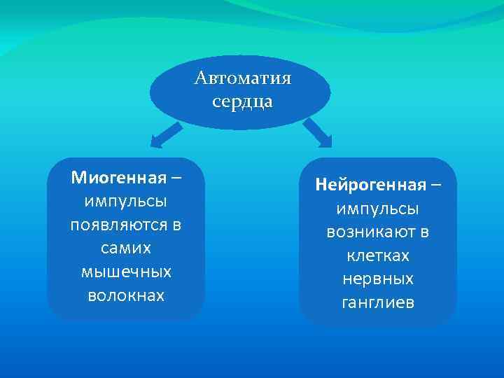 Автоматия сердца Миогенная – импульсы появляются в самих мышечных волокнах Нейрогенная – импульсы возникают