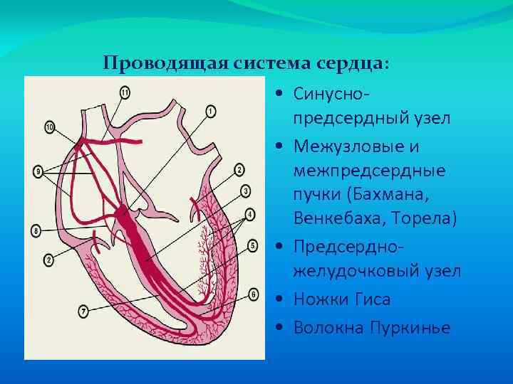 Проводящая система сердца: • Синуснопредсердный узел • Межузловые и межпредсердные пучки (Бахмана, Венкебаха, Торела)