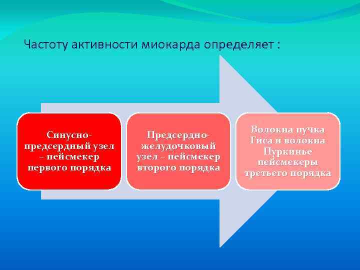 Частоту активности миокарда определяет : Синуснопредсердный узел – пейсмекер первого порядка Предсердножелудочковый узел –