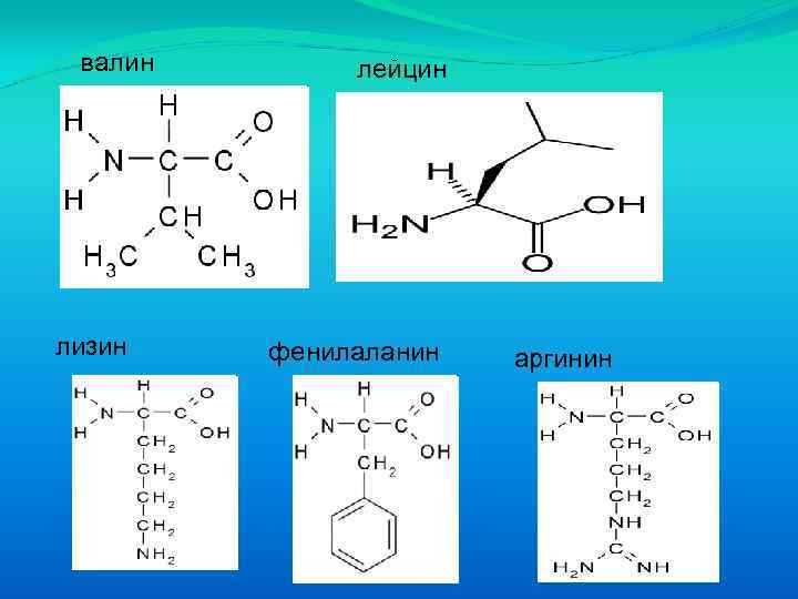 валин лизин лейцин фенилаланин аргинин 