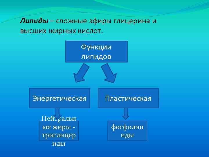 Липиды – сложные эфиры глицерина и высших жирных кислот. Функции липидов Энергетическая Пластическая Нейтральн