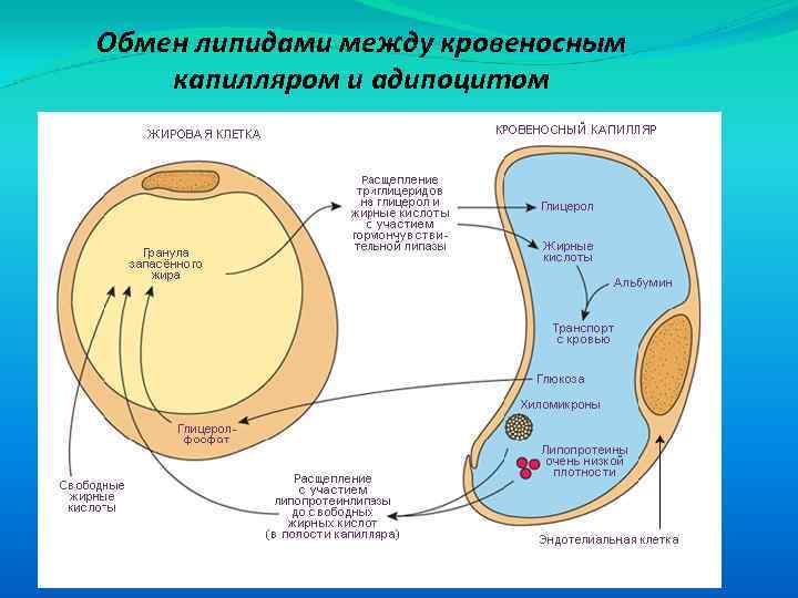 Обмен липидами между кровеносным капилляром и адипоцитом 