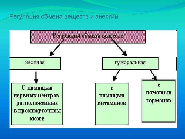 Центры регуляции