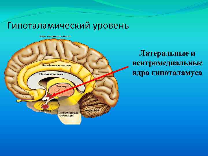 Гипоталамический уровень Латеральные и вентромедиальные ядра гипоталамуса 