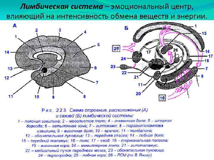 Лимбическая система – эмоциональный центр, влияющий на интенсивность обмена веществ и энергии. 