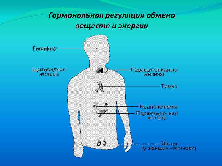 Регуляция обмена веществ и энергии презентация