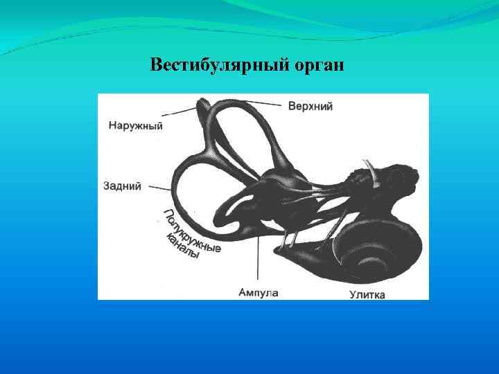 2 какой цифрой на рисунке обозначен вестибулярный аппарат