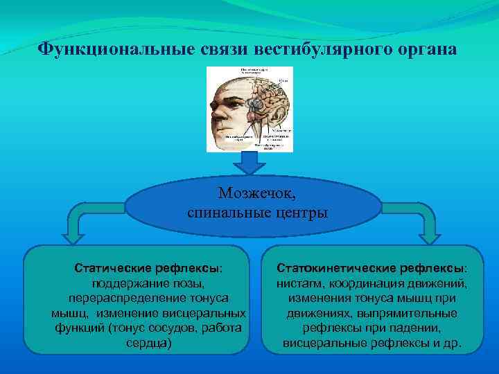 Функциональные связи вестибулярного органа Мозжечок, спинальные центры Статические рефлексы: поддержание позы, перераспределение тонуса мышц,