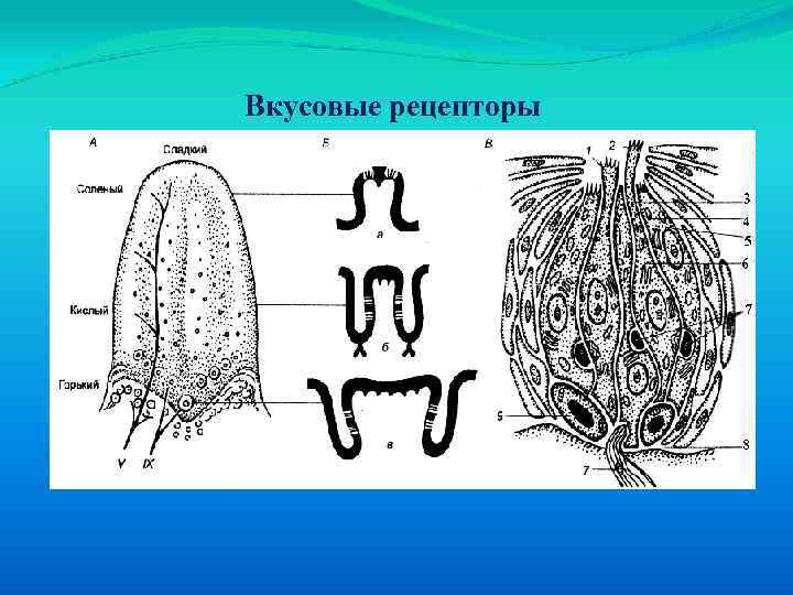 Вкусовые рецепторы 