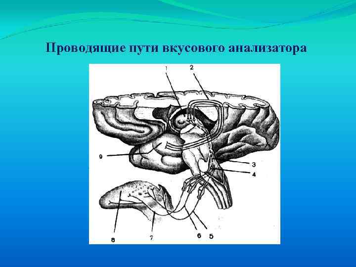 Путь вкусового анализатора схема