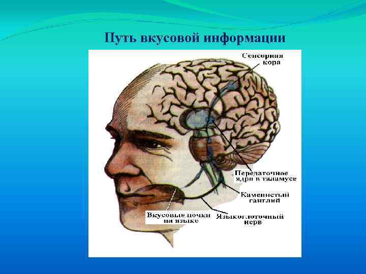 Путь вкусовой информации 
