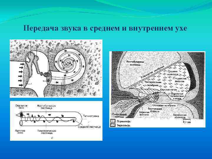 Прием и передача звука