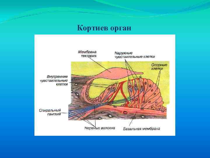 Кортиев орган. Базальная мембрана Кортиева органа. Слуховая сенсорная система Кортиев. Кортиев орган содержащий слуховые рецепторы обеспечивает. 10. Кортиев орган слухового анализатора связан с:.