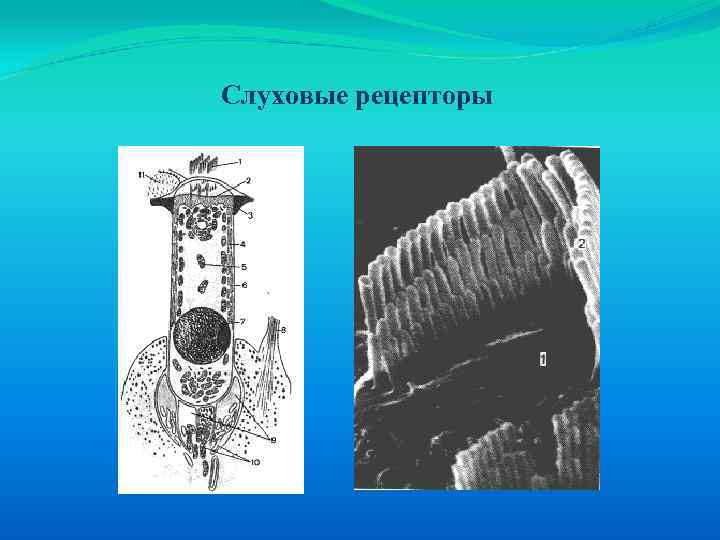 Слуховые рецепторы 
