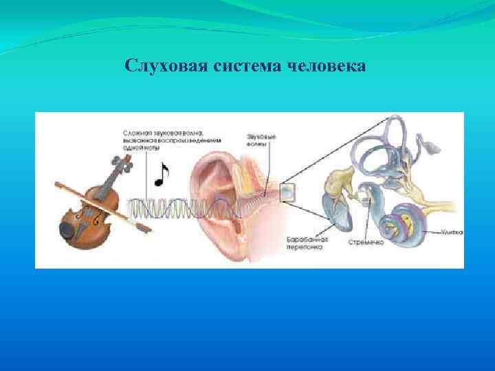 Слуховая сенсорная система