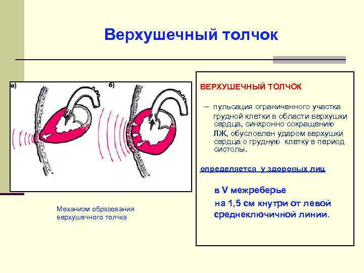 Верхушечный толчок