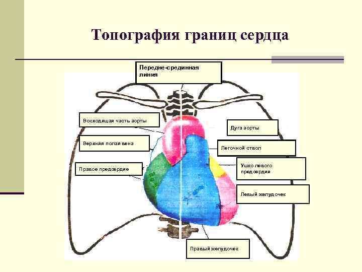 Топография границ сердца Передне-срединная линия Восходящая часть аорты Дуга аорты Верхняя полая вена Легочной