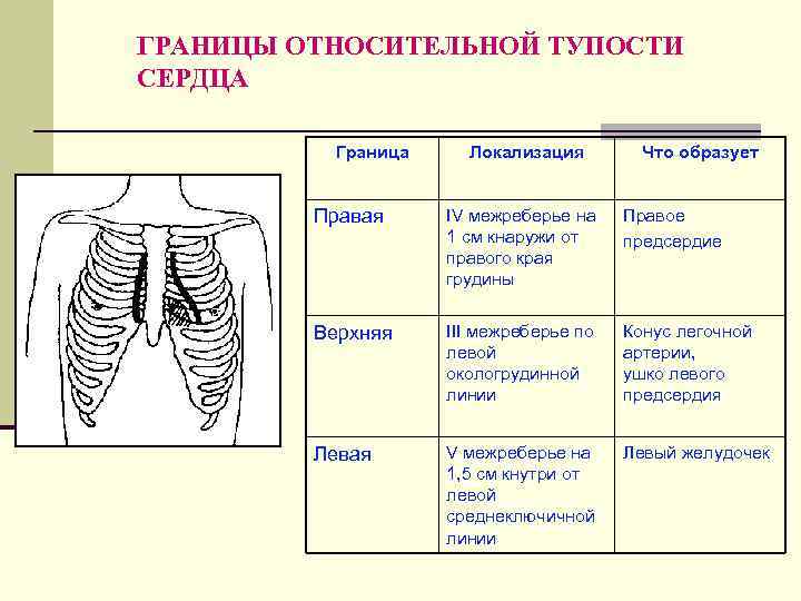 Границы сердечной тупости. Границы относительной и абсолютной тупости сердца в норме. Границы относительной сердечной тупости в норме. Левая граница относительной тупости сердца в норме. Границы относительной тупости сердца в норме и при патологии.