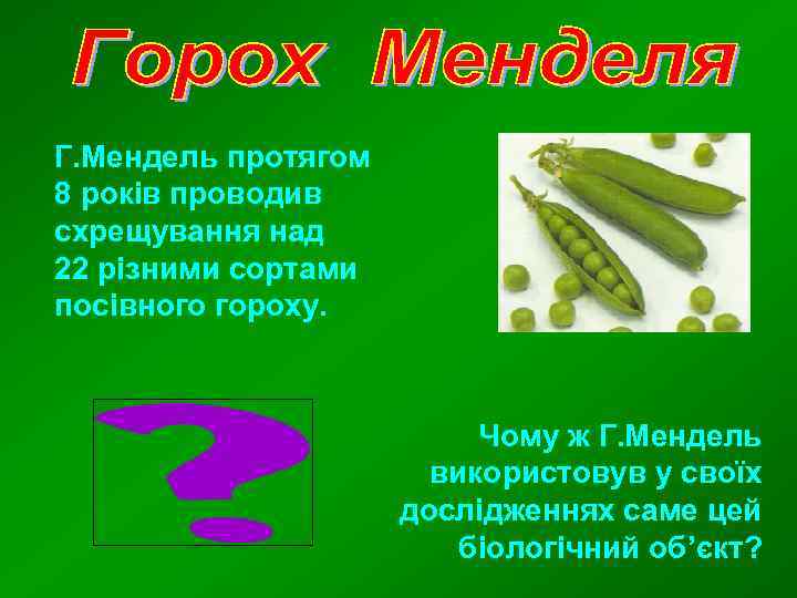 Г. Мендель протягом 8 років проводив схрещування над 22 різними сортами посівного гороху. Чому