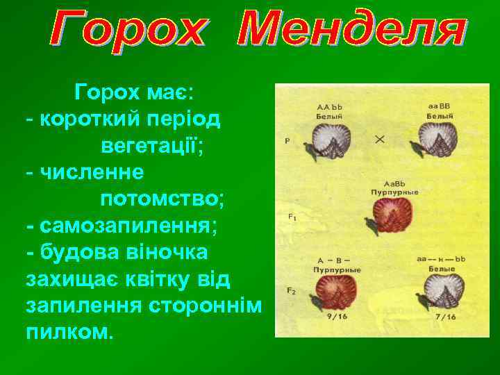 Горох має: - короткий період вегетації; - численне потомство; - самозапилення; - будова віночка