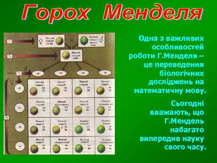 Одна з важливих особливостей роботи Г. Менделя – це переведення біологічних досліджень на математичну