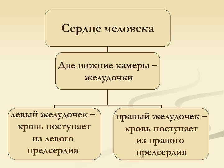 Сердце человека Две нижние камеры – желудочки левый желудочек – кровь поступает из левого