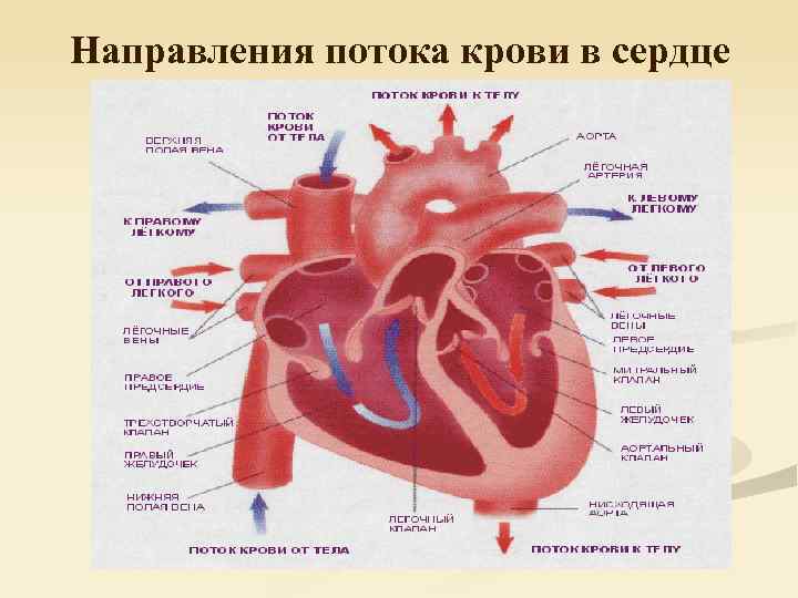 Направления потока крови в сердце 