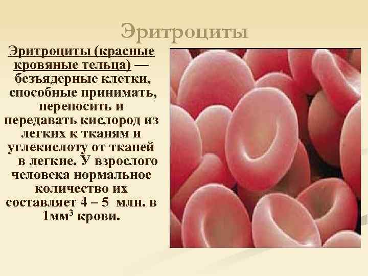 Эритроциты (красные кровяные тельца) — безъядерные клетки, способные принимать, переносить и передавать кислород из