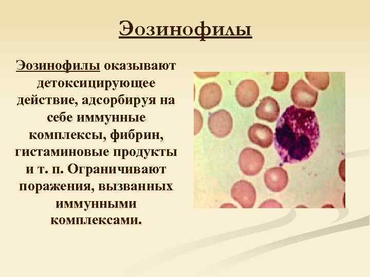 Кровь эозинофилы 10. Функция эозинофилов заключается. Антипаразитарная функция эозинофилов. Основная функция эозинофилов. Эозинофилы функции.