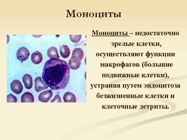 Моноциты – недостаточно зрелые клетки, осуществляют функции макрофагов (большие подвижные клетки), устраняя путем эндоцитоза