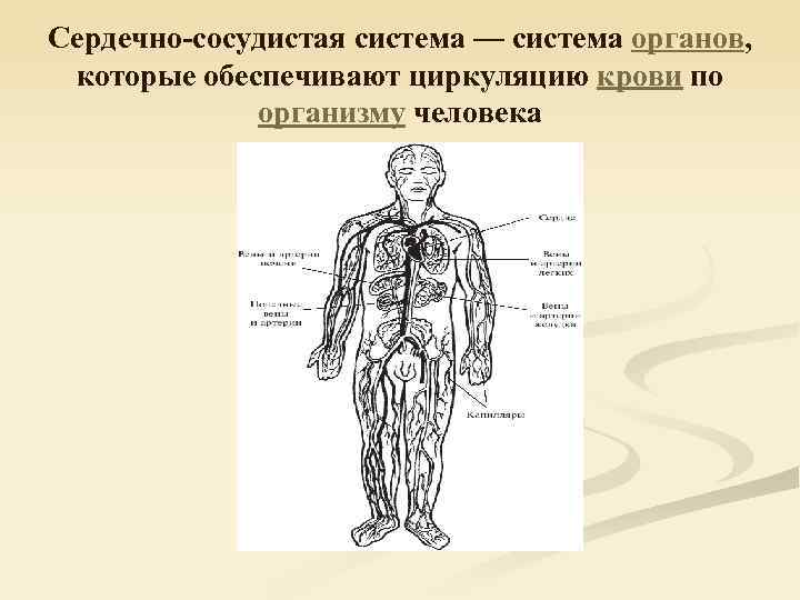 Сердечно-сосудистая система — система органов, которые обеспечивают циркуляцию крови по организму человека 