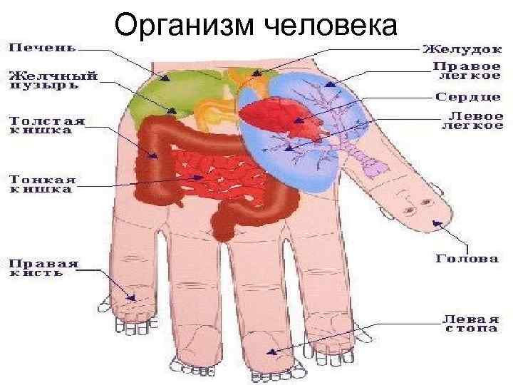 Организм человека 