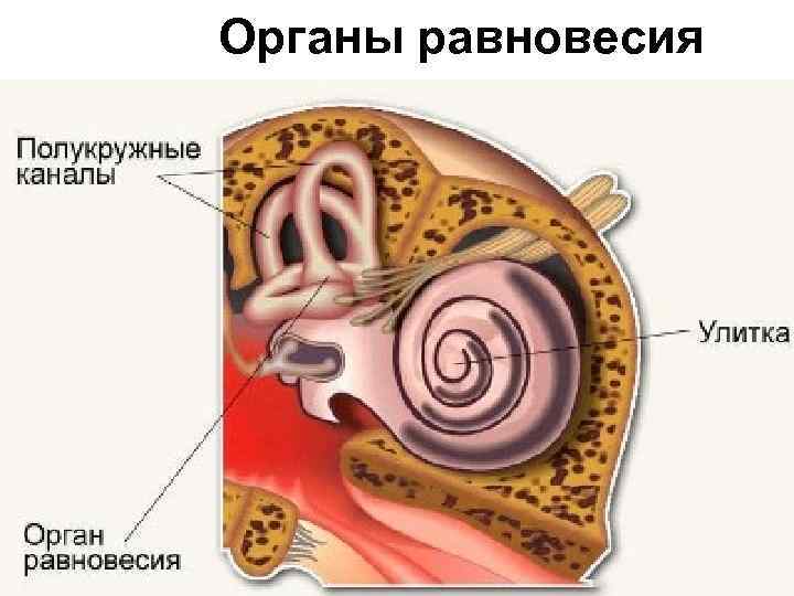 Улитка орган равновесия. Орган равновесия полукружные каналы функции. Отолиты внутреннего уха. Отолитовый аппарат внутреннего уха. Строение органа равновесия человека.