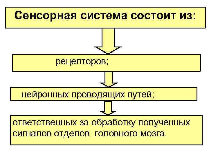 Сенсорная система состоит из: рецепторов; нейронных проводящих путей; ответственных за обработку полученных сигналов отделов