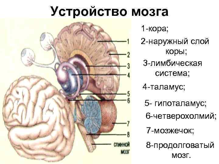 Устройство мозга. Устройство мозга коры. Продолговатый мозг, лимбическая система и кора. Мозжечок входит в лимбическую систему.